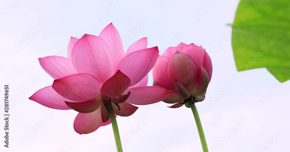 Close up of lotus flower, Gyoda, Saitama Prefecture, Japan