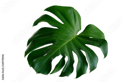 Monstera deliciosa leaf, the ceriman, Flowering plant native to tropical forests  palm leaf with hole pattern isolated on white background