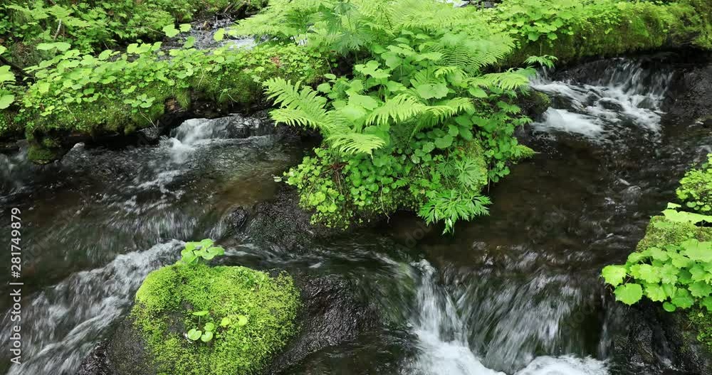 Flowing river and green plants Flowing river and green plants