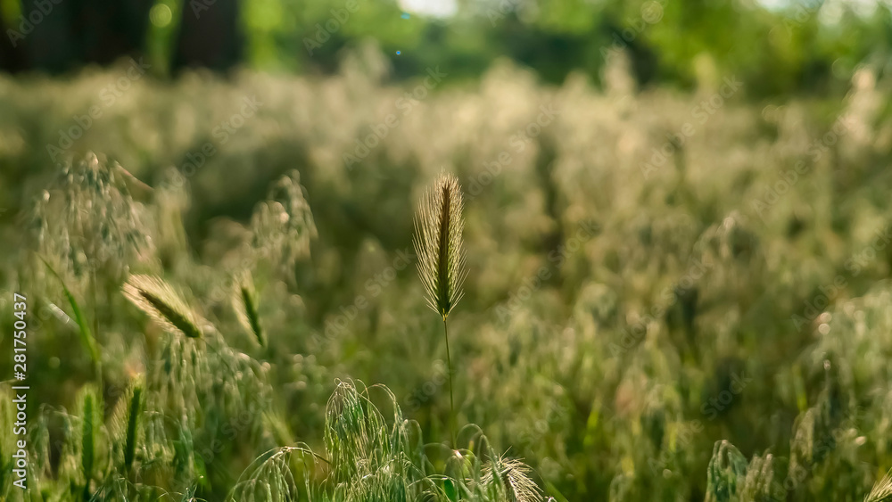 Panorama frame Scenic sunny day view of abundant green grasses thriving in the forest