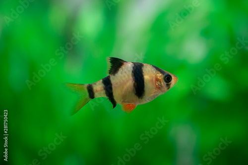barb in the aquarium close - up ( Puntigrus tetrazona )