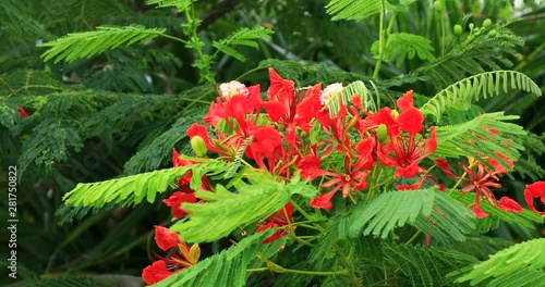 Exotic red flowers, Chichijima Island, Ogasawara Islands, Japan photo