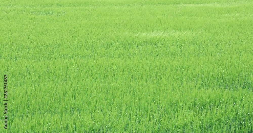 View of wheat field, Minamifurano, Hokkaido, Japan View of wheat field, Minamifurano, Hokkaido, Japan