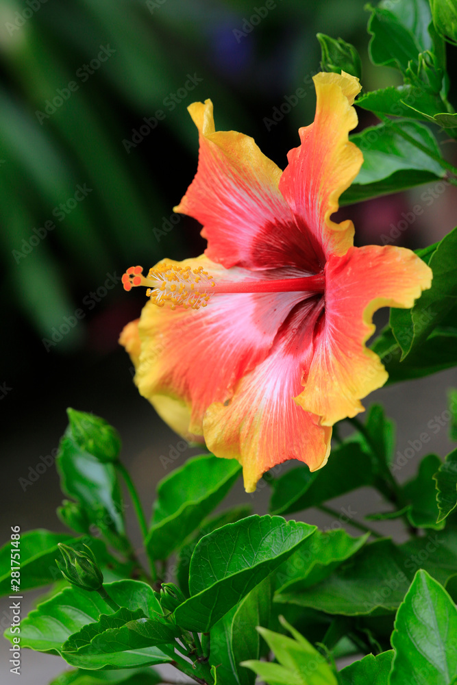 Hibiskus, Eibisch Blüten (Hibiscus)  Zierstrauch