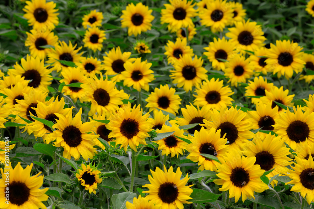 Sonnenblume (Helianthus annuus) Feld in Blüte