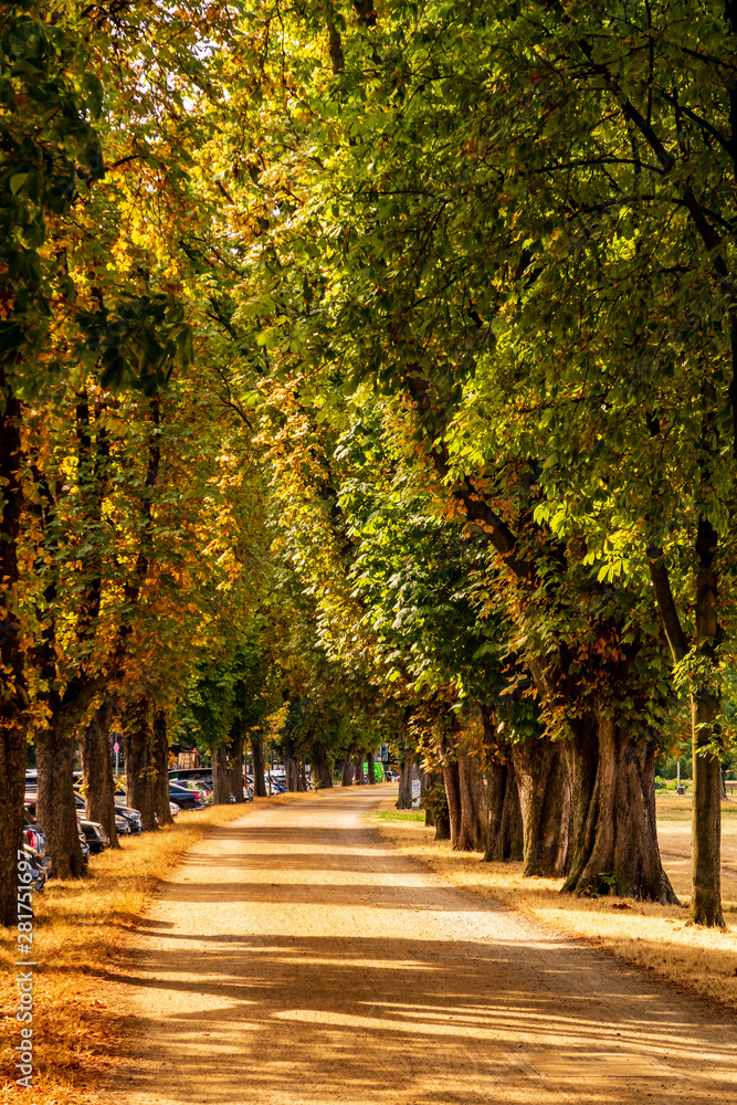 Allee im Sonnenlicht mit Schatten