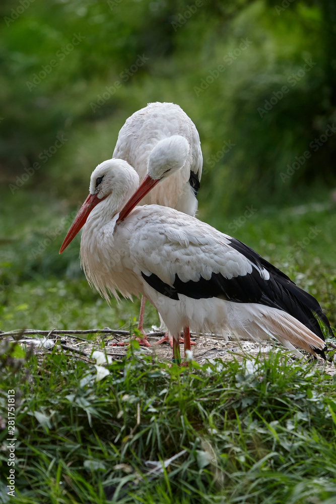 Fototapeta premium Two loving and caring storks