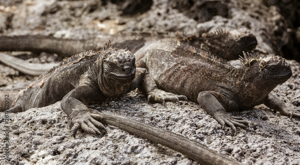 Fototapeta premium Marine Iguanas Laying On Rocks On Galapagos Islands.