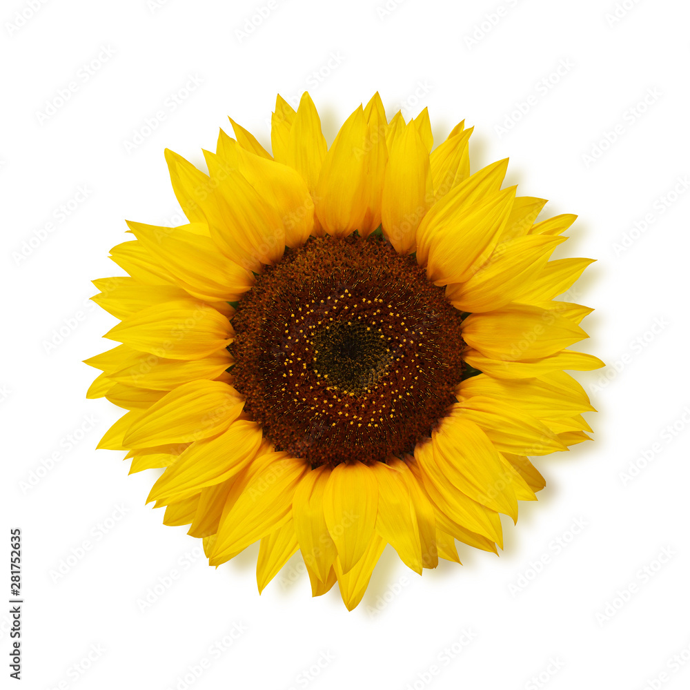 ripe sunflower on a white background, top view. ripe sunflower on a white background, top view.