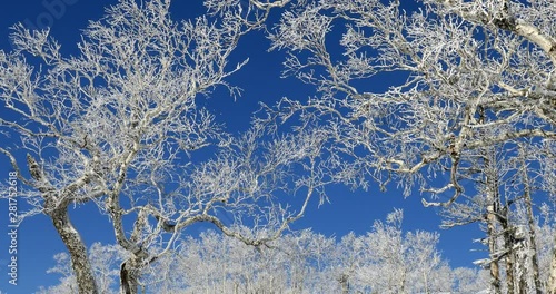 Bare trees in winter photo