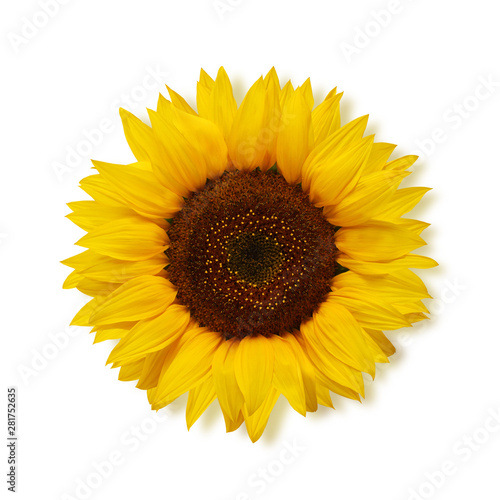 ripe sunflower on a white background, top view.