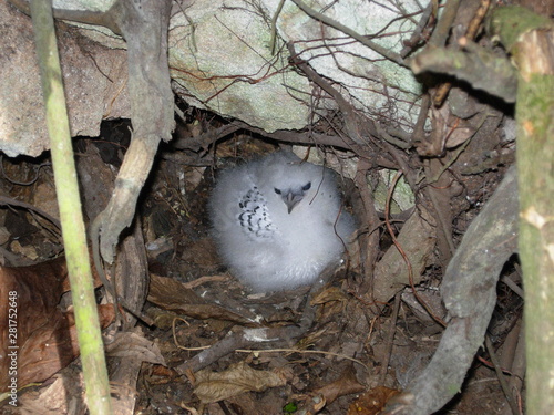 Pulcino