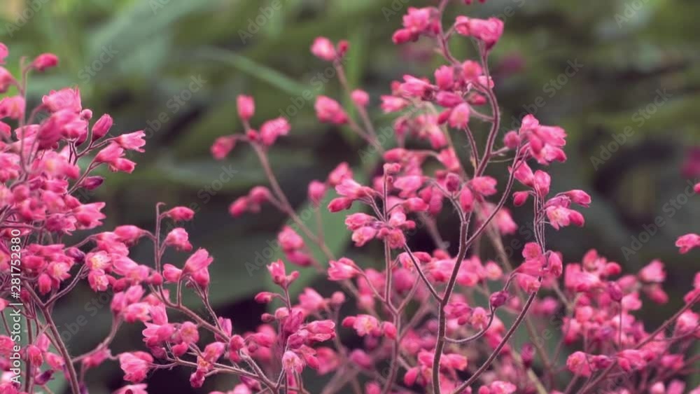 Close up of small purple flowers Heuchera on early cloudy morning in summer meadow. Floral nature background Close up of small purple flowers Heuchera on early cloudy morning in summer meadow. Floral nature background