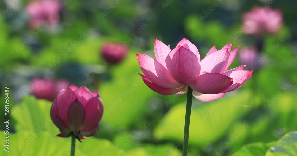 Close up of lotus flower, Gyoda, Saitama Prefecture, Japan Close up of lotus flower, Gyoda, Saitama Prefecture, Japan