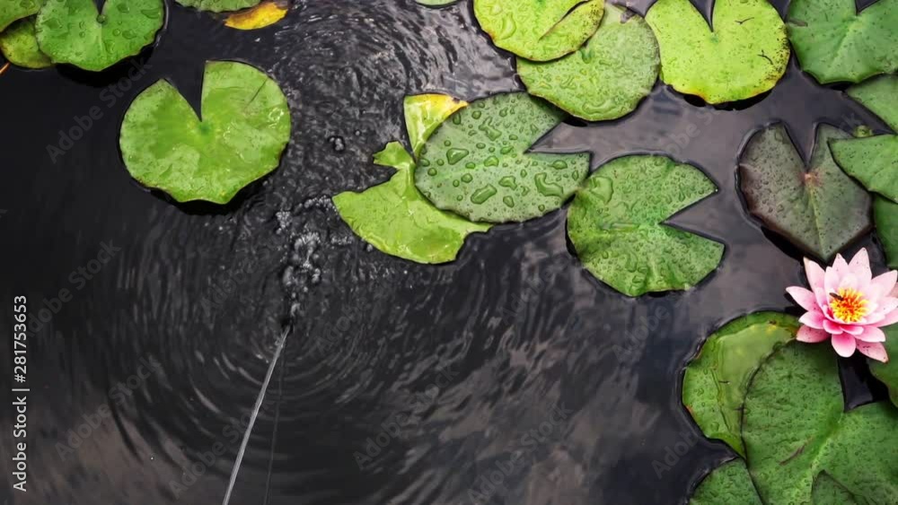 Lotus Flowers and Lily Pads in Lake Lotus Flowers and Lily Pads in Lake