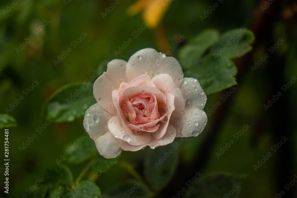 Ein rosa Rose im Regen Ein rosa Rose im Regen