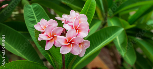 pink plumeria  flowers with leaves background