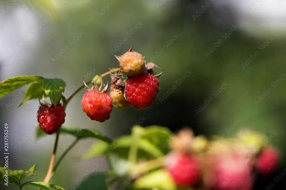 close up of branch of ripe raspberries in a garden. close up of branch of ripe raspberries in a garden.