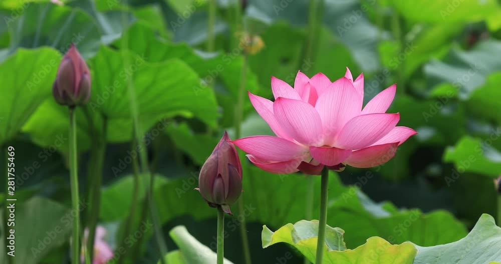 Close up of lotus flower, Gyoda, Saitama Prefecture, Japan Close up of lotus flower, Gyoda, Saitama Prefecture, Japan