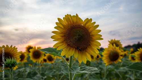 Sunflower field seen in Provence