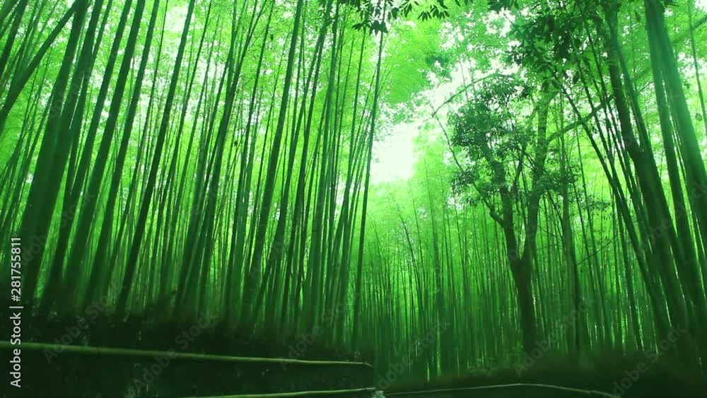 View of path in forest, Kyoto City, Kyoto Prefecture, Japan View of path in forest, Kyoto City, Kyoto Prefecture, Japan
