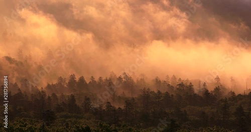 Forest in fog at sunrise, Koshimizu, Hokkaido, Japan photo