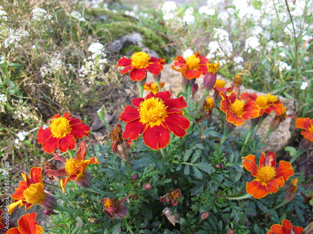 Signet marigold, Tagetes tenuifolia, with flowers in red and yellow
