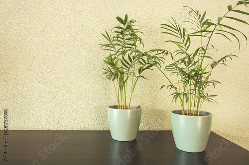Home plants with green leaves in a ceramic pot on wooden table, retro design