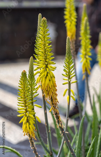 Aloe plant in bloom. Spectacular tall bright orange tubular flower spikes of an Aloe succulent species in bloom are decorative and long lasting