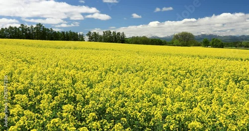 View of rapeseed field, Takikawa, Hokkaido, Japan photo