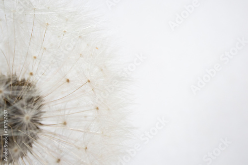 Dandelion. Close up of dandelion spores blowing away  background isolated flower
