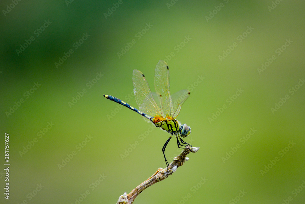 Naklejka premium dragonfly