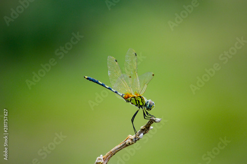 dragonfly
