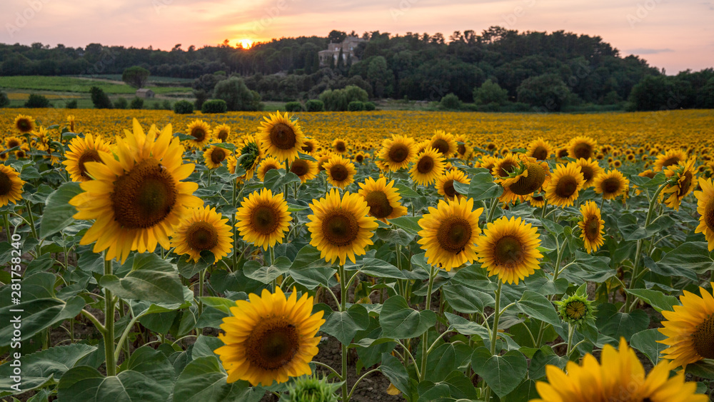 Fototapeta premium Sunflower field seen in Provence