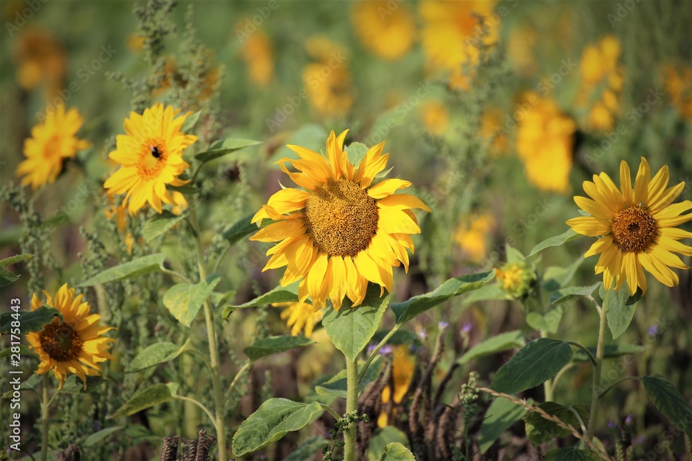 Obraz premium yellow flower field of sunflowers