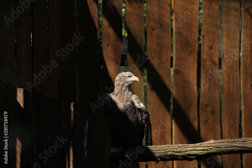 White-tailed Eagle photo