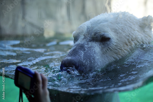 A polar bear in captivity: Does it help or hinder conservation? Does fantastic Instagram post with close up imaging contribute to our understanding the pressure on Polar bears natural habitats?