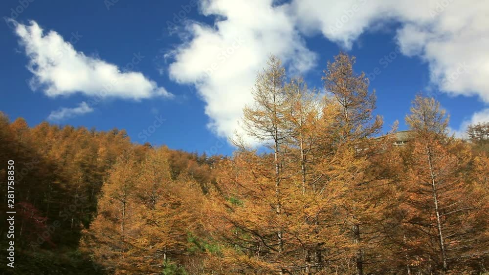 Timelapse of clouds flowing over Japanese larch forest in autumn Timelapse of clouds flowing over Japanese larch forest in autumn