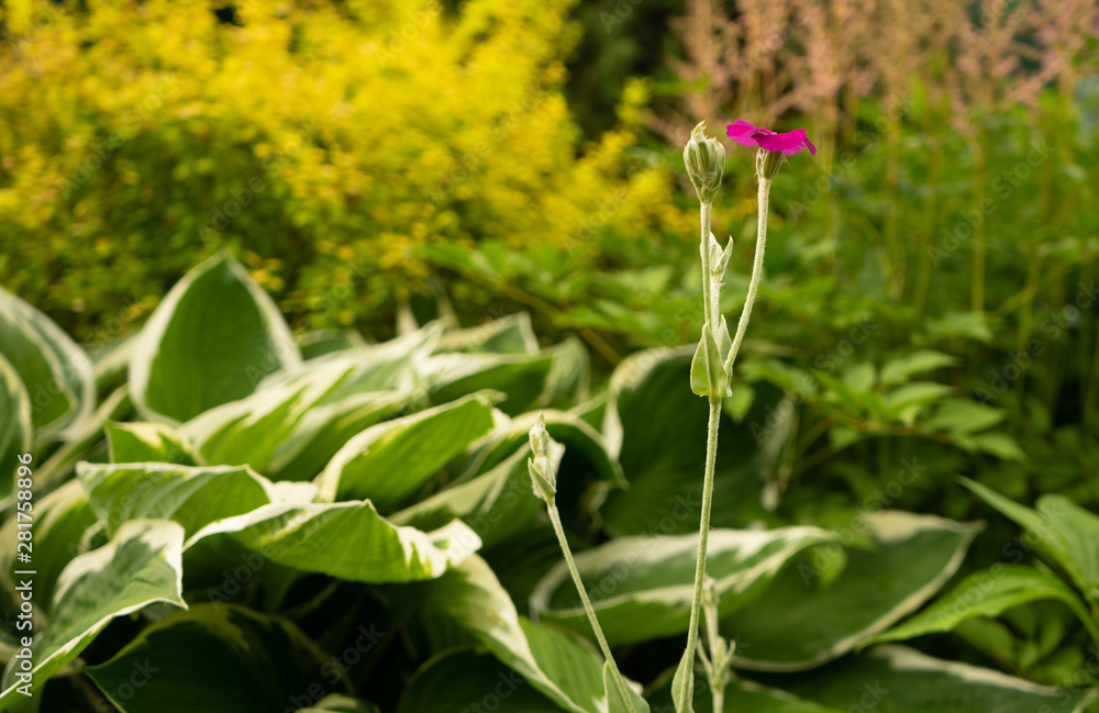 beautiful flowers in the garden beautiful flowers in the garden