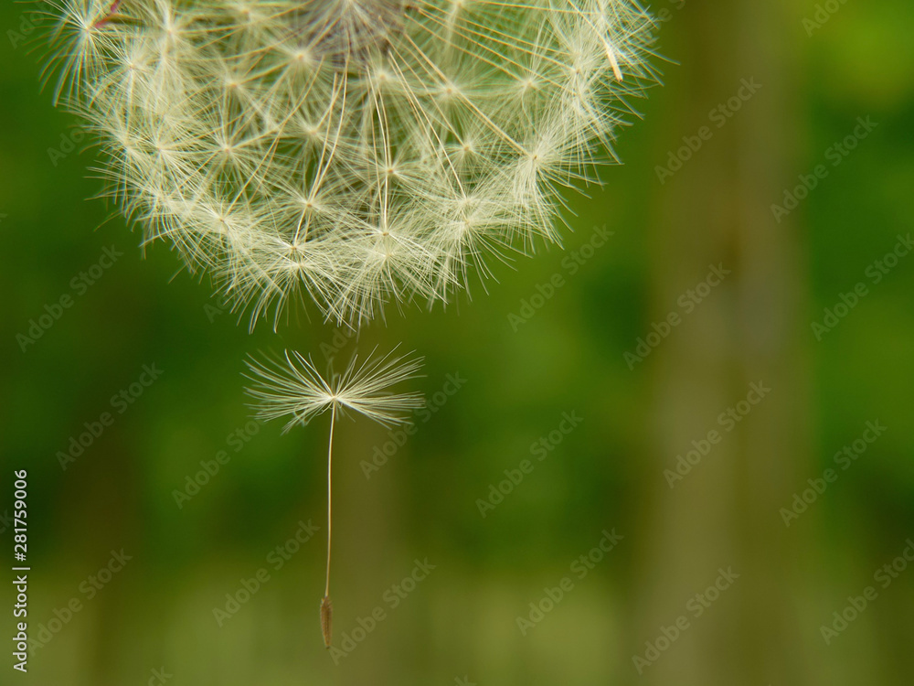 Fototapeta premium Dandelion and seed on green background