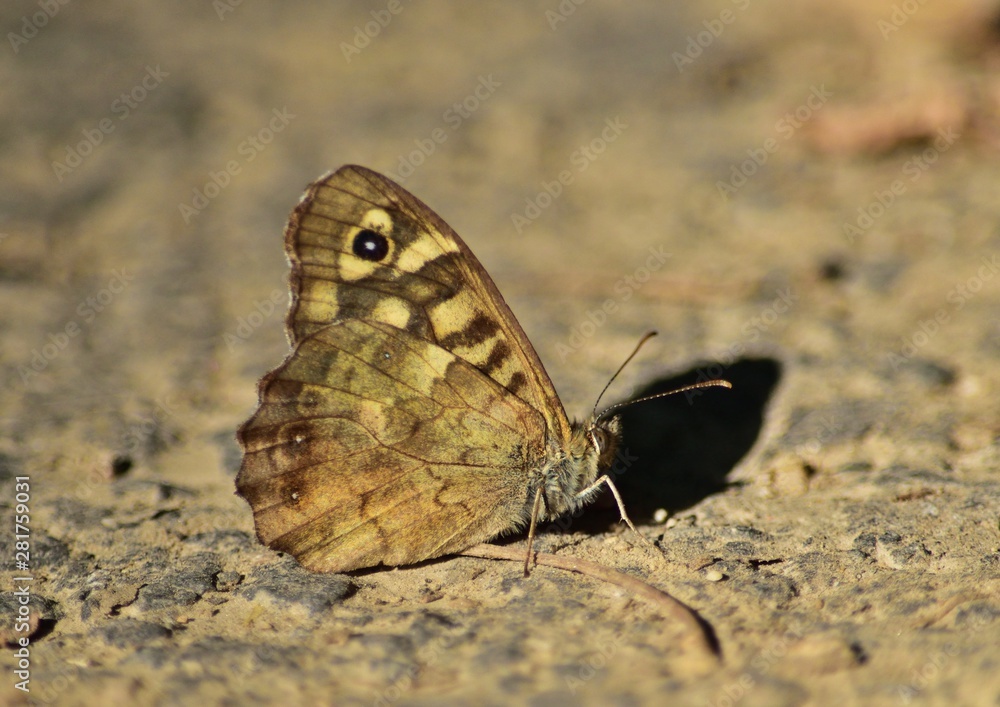 Fototapeta premium Schmetterling Waldbrettspiel (Pararge aegeria)