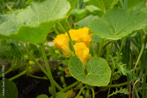 flowers and cucumber ovary