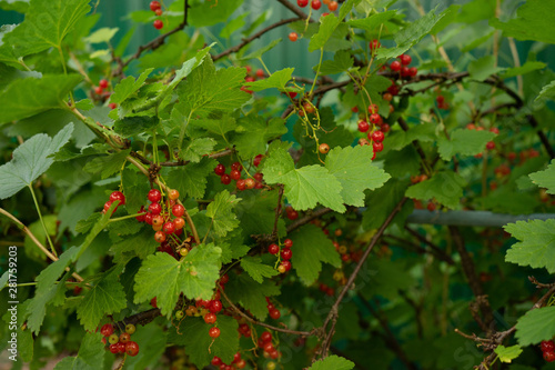 red currant berries