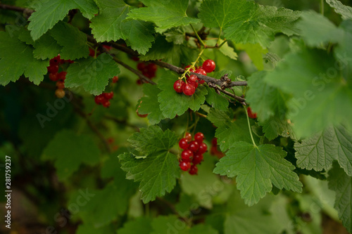 red currant berries