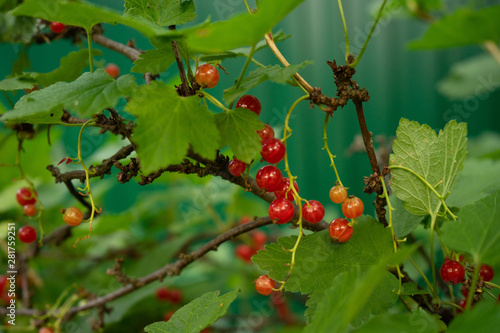 red currant berries