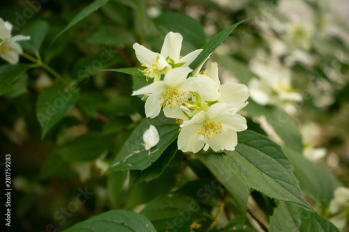 Jasmine in bloom