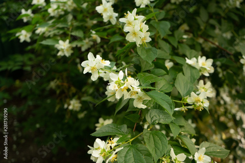Jasmine in bloom