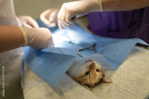 Vet doing the operation for sterilization. The cat on the operating table in a veterinary clinic. Cat in a veterinary surgery , the uterus and ovaries of a cat during surgery.