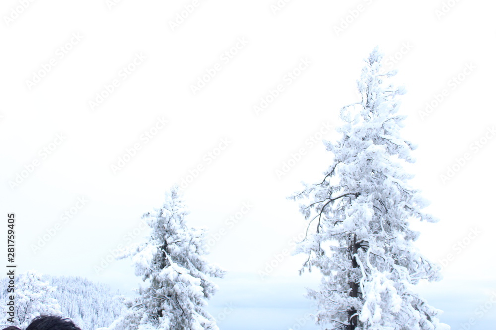 Snowy Tree - Thandiani, Pakistan