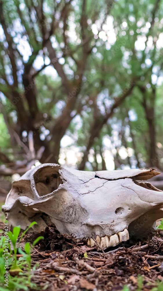 Vertical frame Animal skull in the forest floor with trees and sky in the blurred background